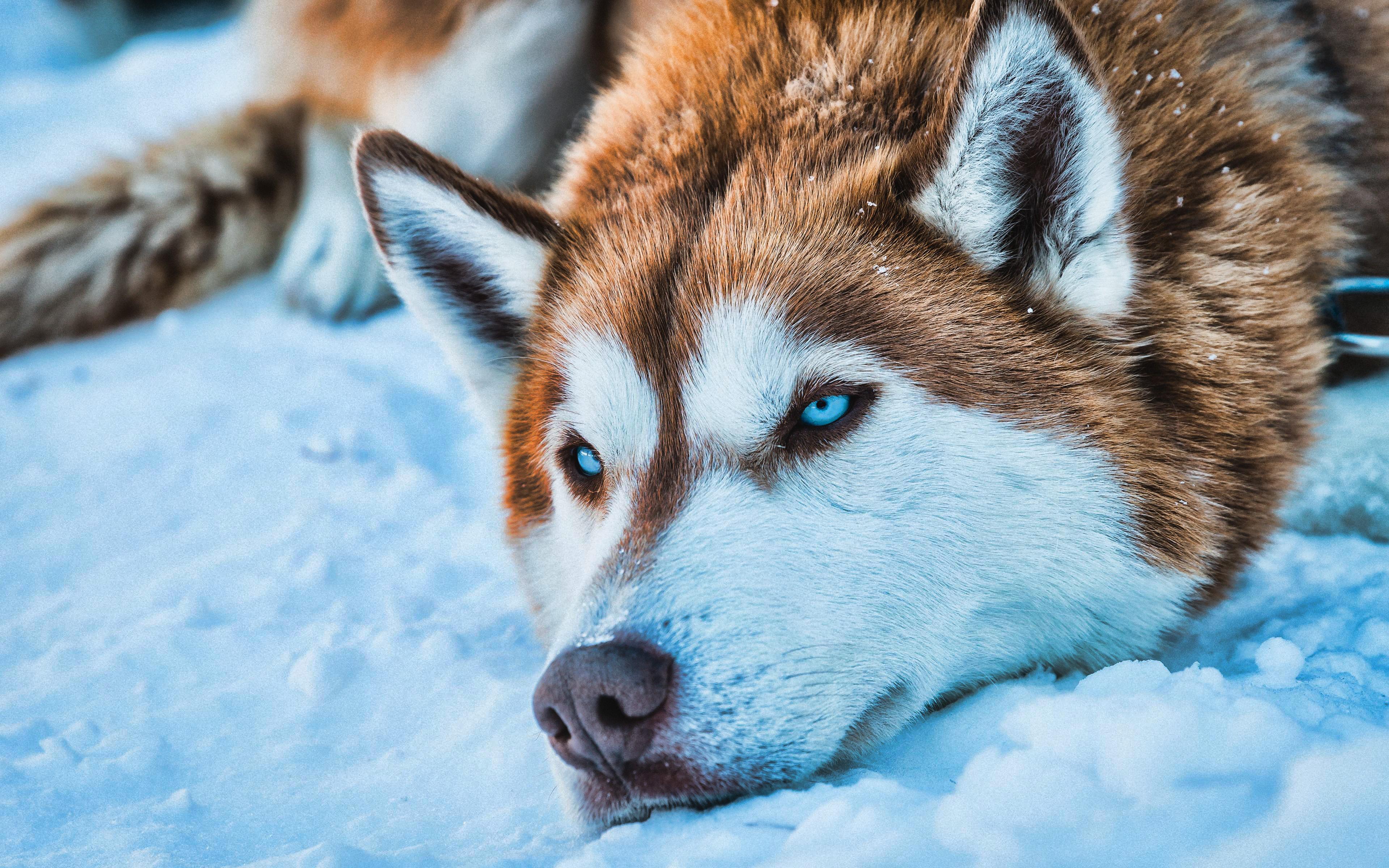 Download wallpaper Brown Husky, 4k, HDR, pets, winter, cute