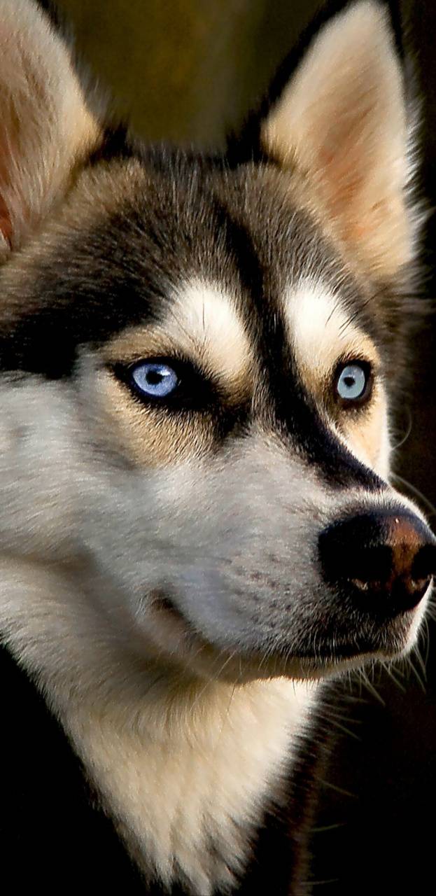Husky wallpaper