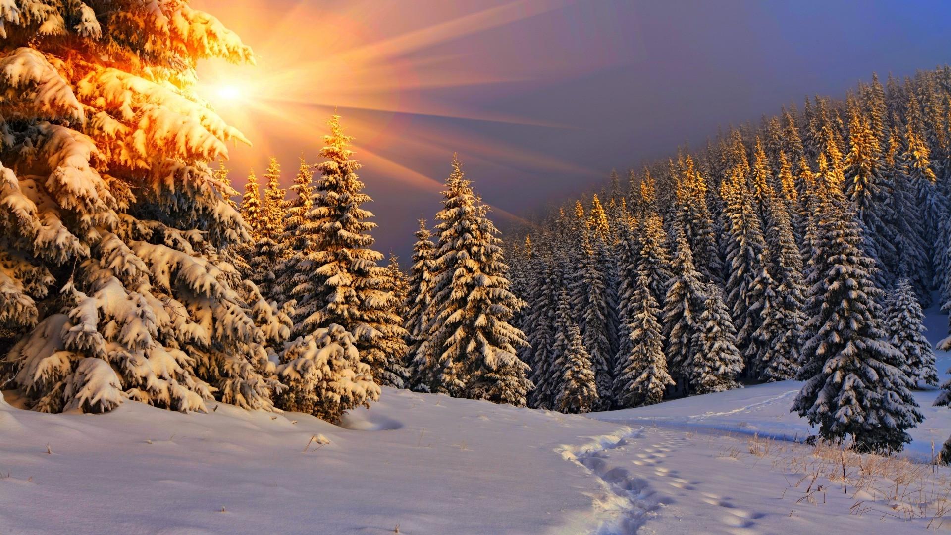 Winter rural landscape with forest, sun and snow