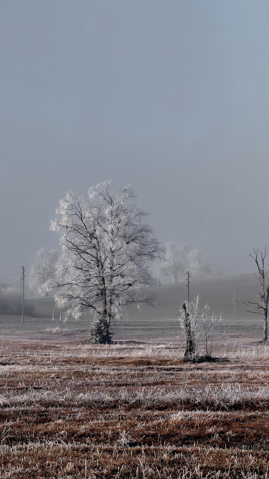 Download wallpaper 938x1668 field, trees, winter, frost