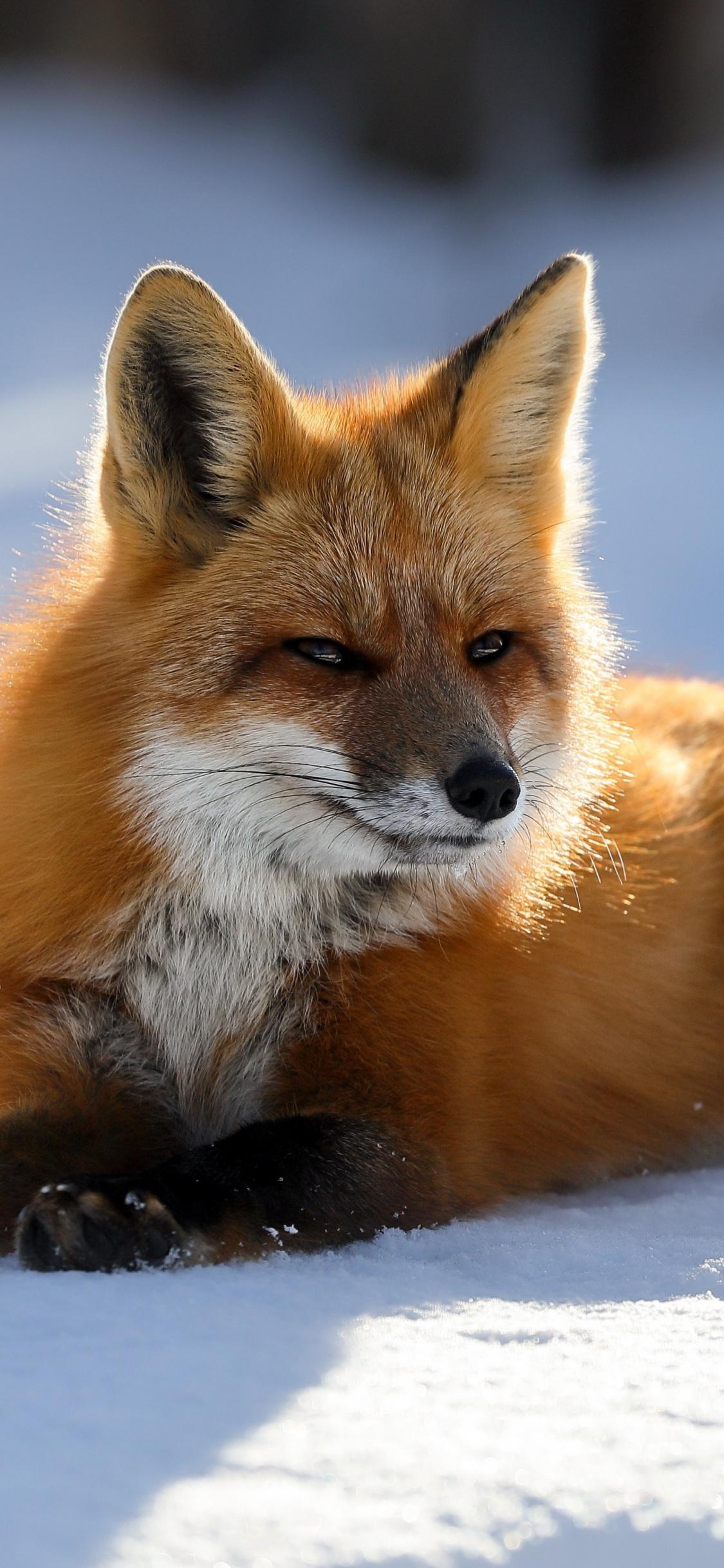 Download 1125x2436 wallpaper predator red fox animal 5k