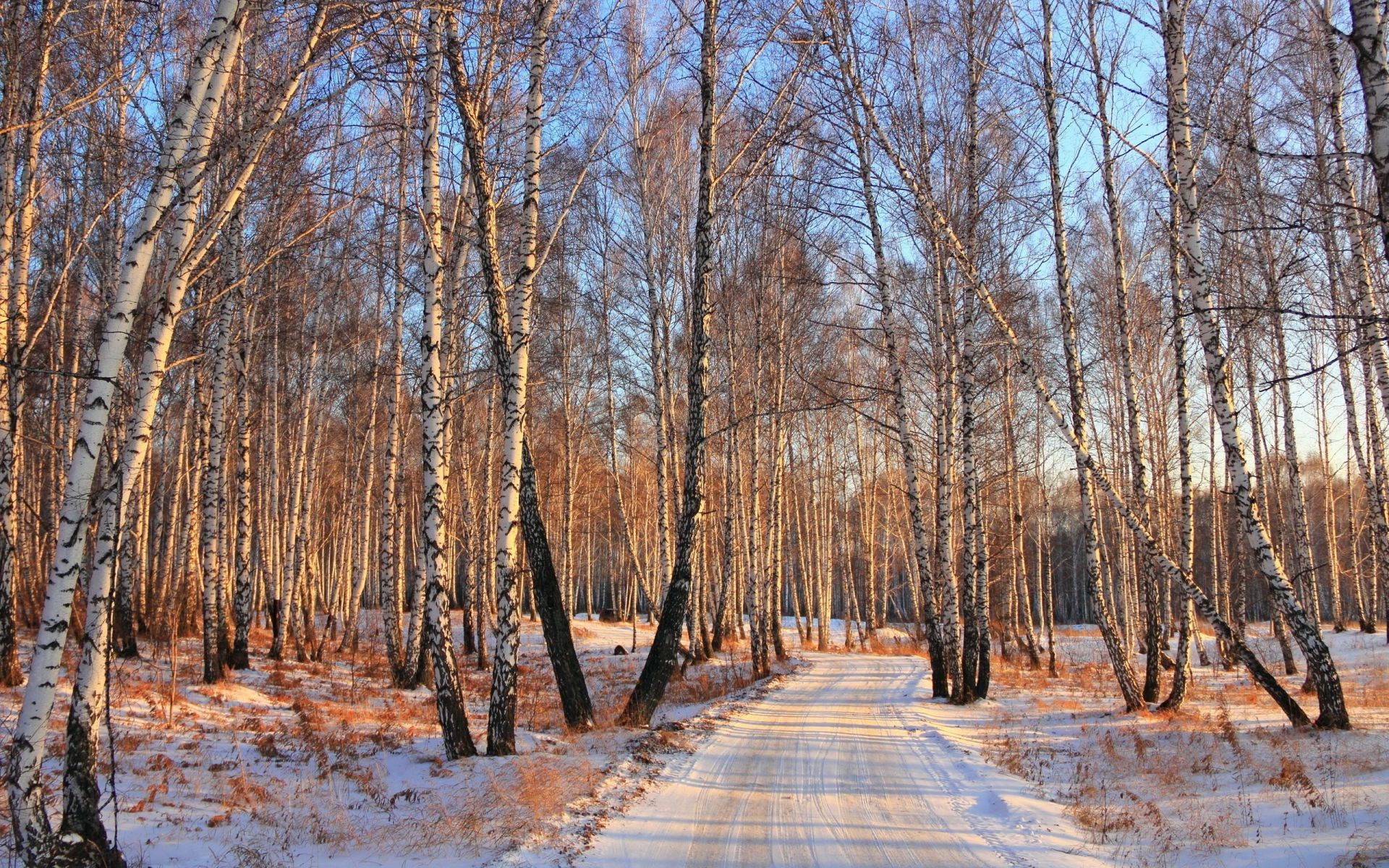 Snow Winter birch woods road