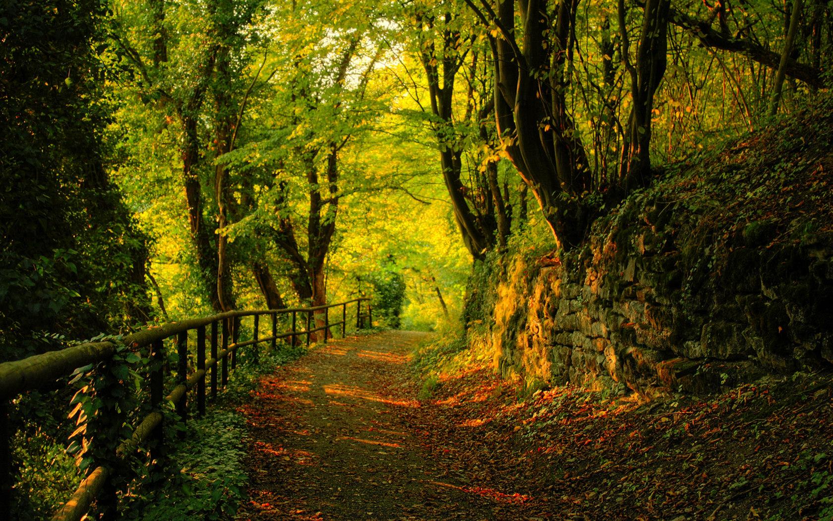 Forest Trail Wallpapers - Wallpaper Cave