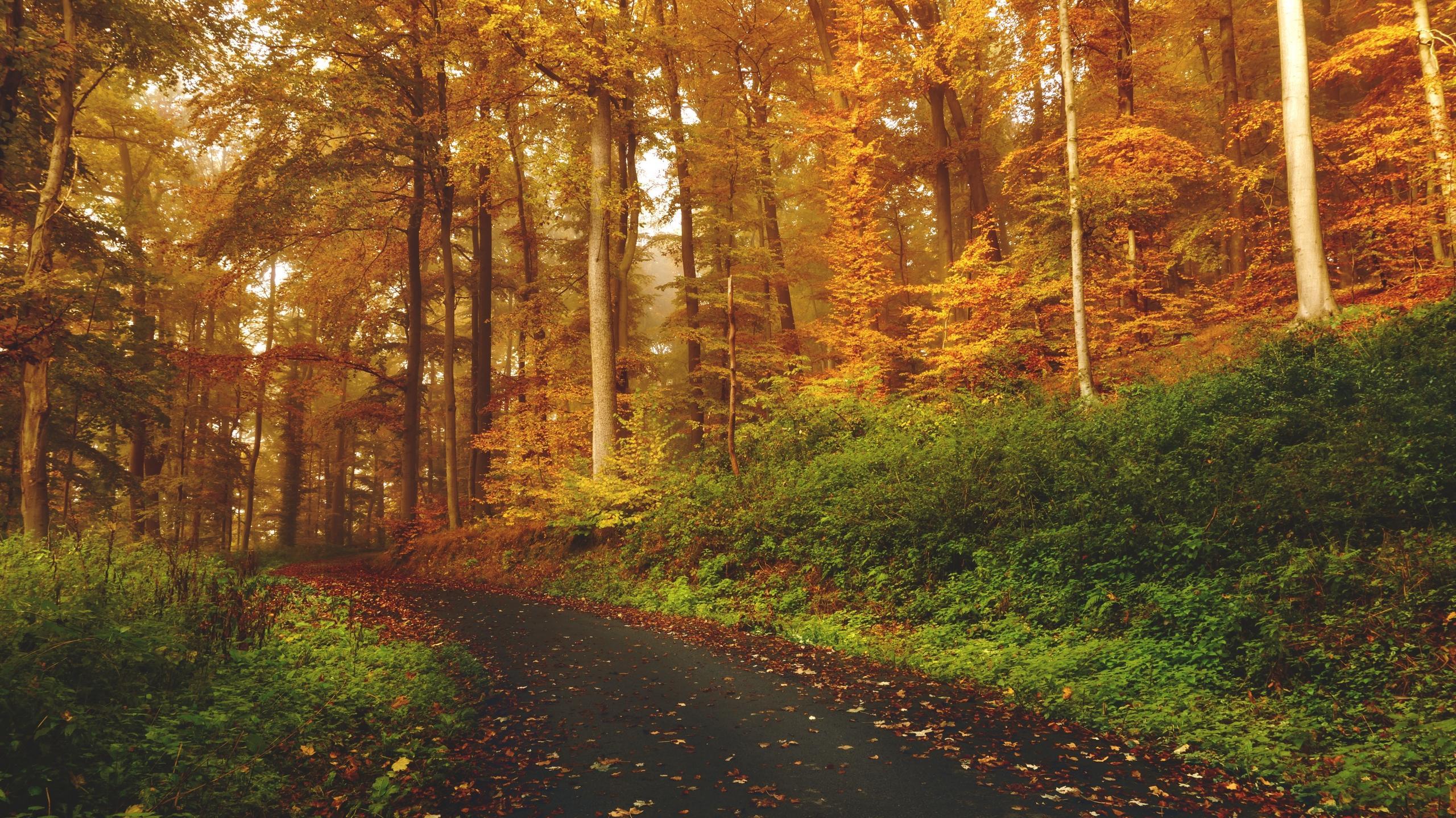 Download wallpaper 2560x1440 autumn, trees, forest, trail widescreen 16:9 HD background