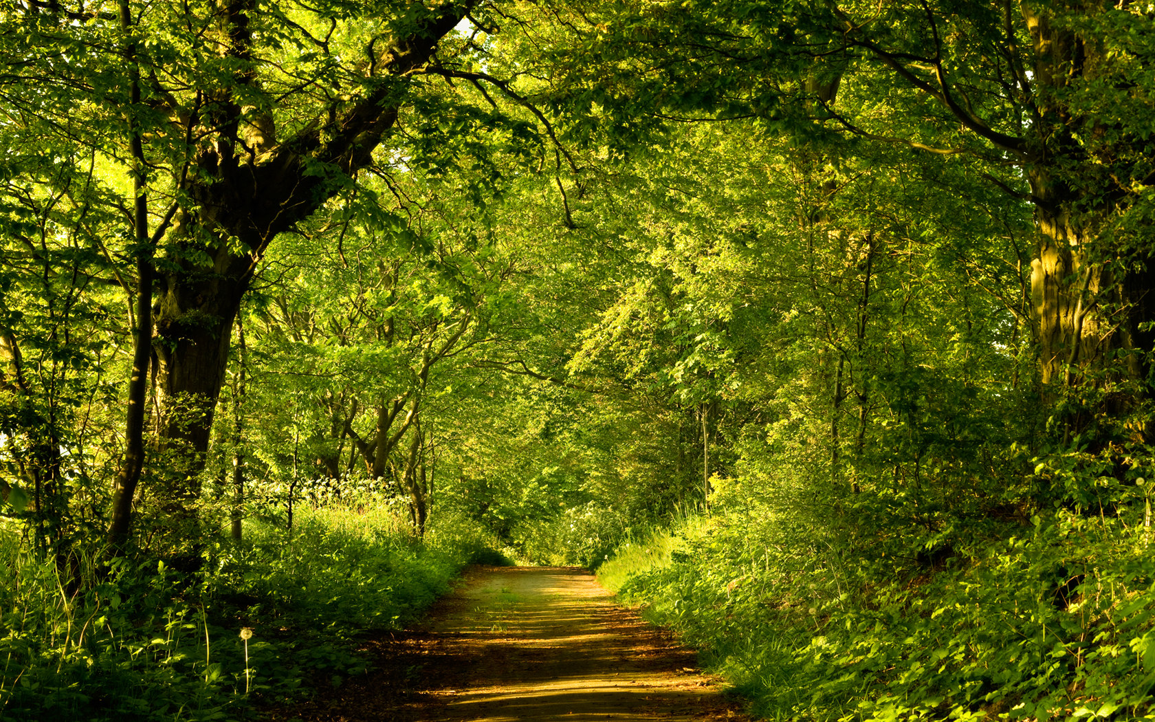 Forest Trail Wallpapers - Wallpaper Cave