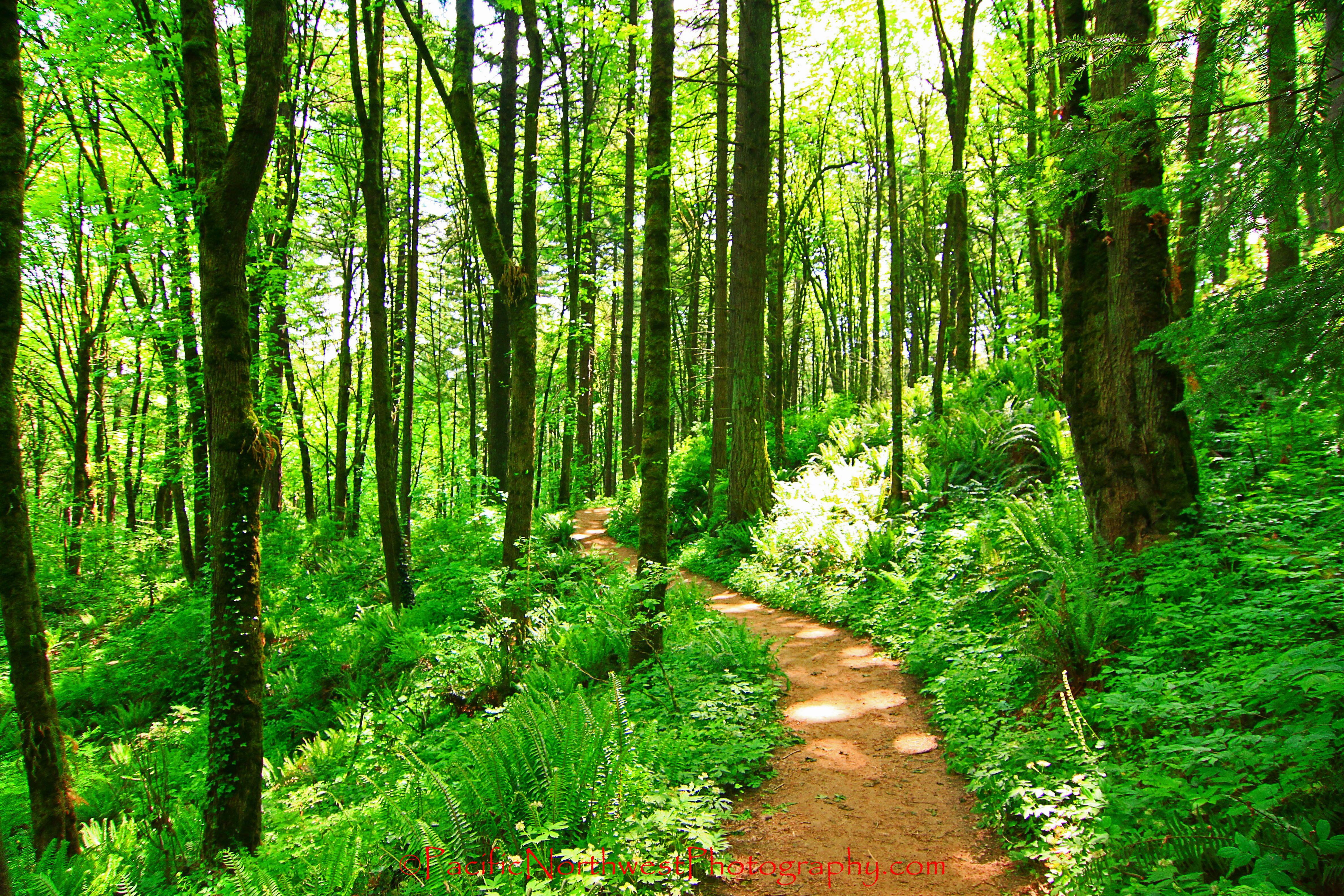 Free download Forest Trail Wallpaper Forest Trail Related