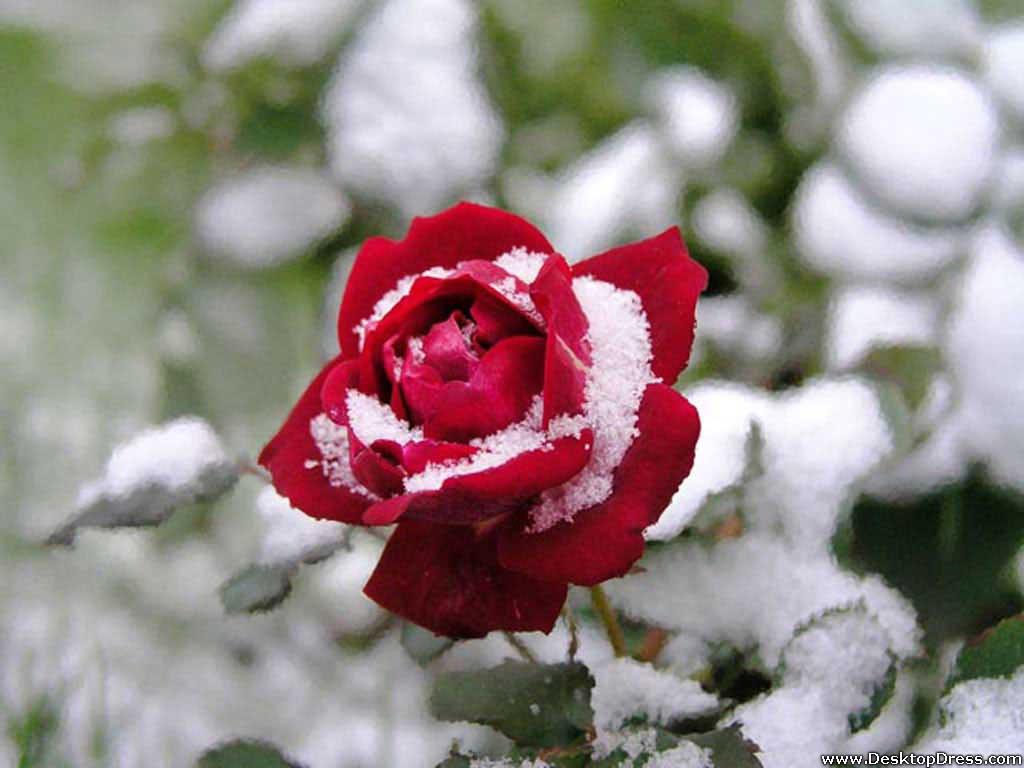 Desktop Wallpaper Flowers Background Red Rose in Snow