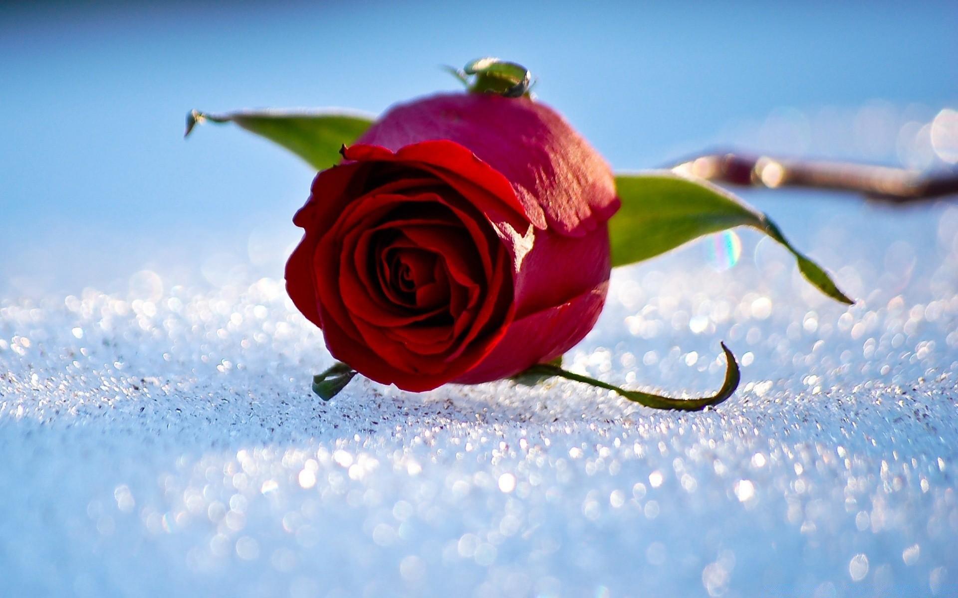Rose On The Snow