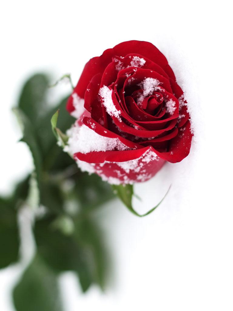 Red Rose with Snow Effect