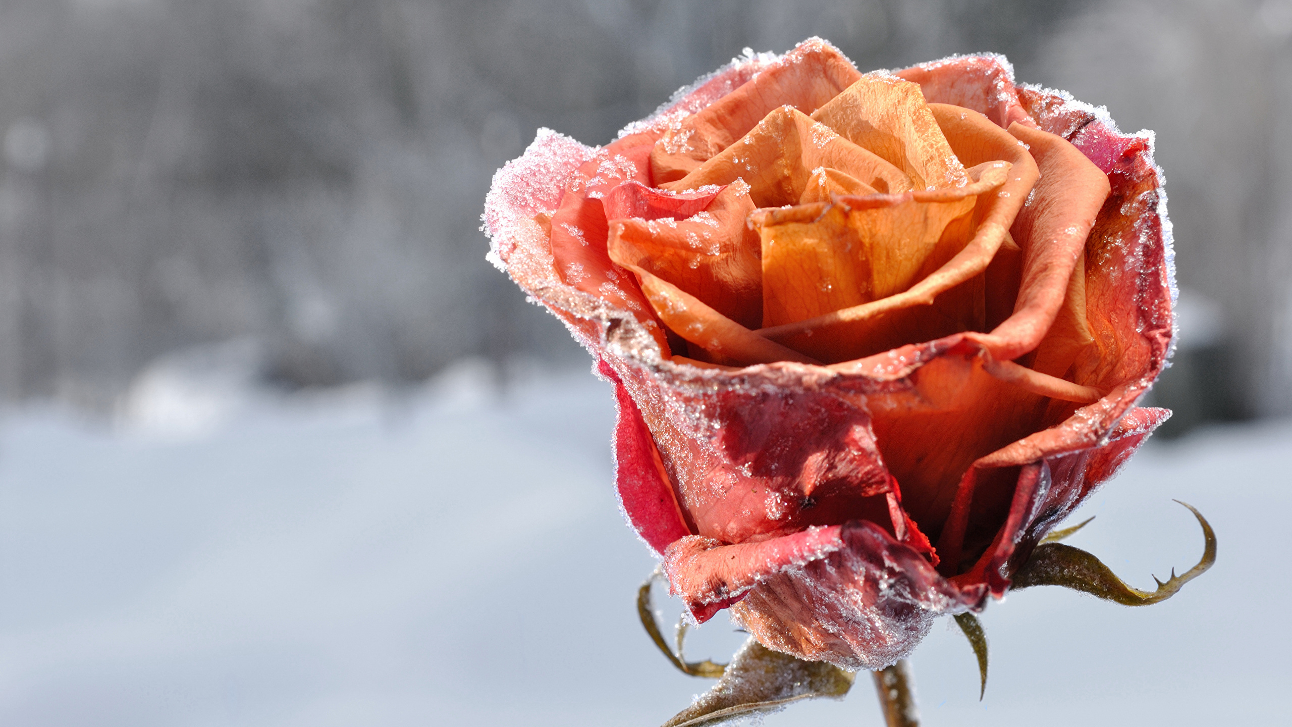 Desktop Wallpaper Roses Snow Flowers Closeup 2560x1440