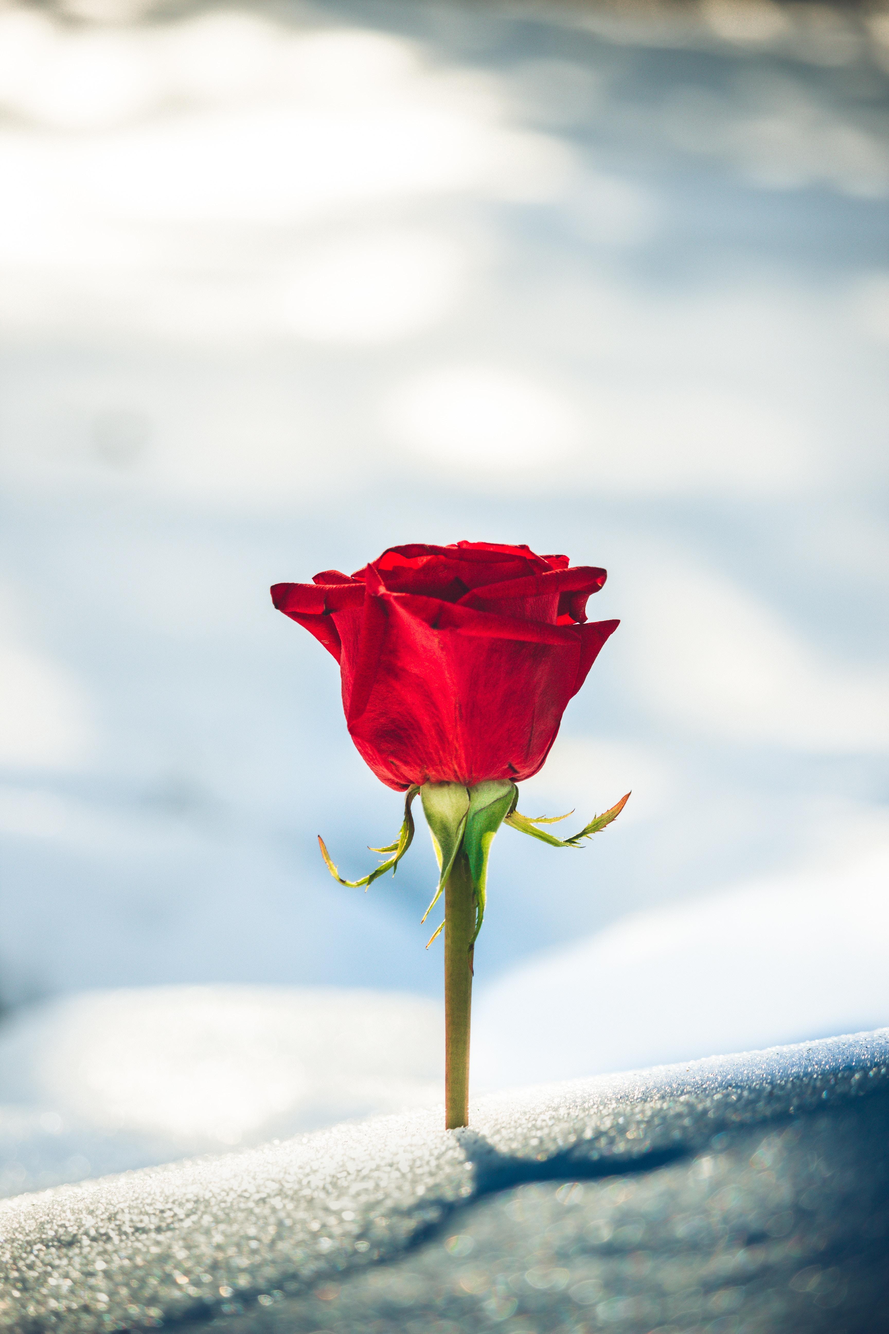Download wallpaper 3456x5184 rose, red, bud, blur, snow HD