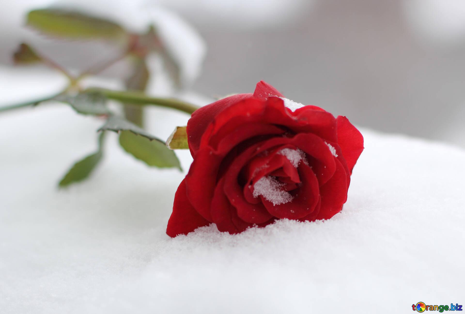 Flower rose on the snow roses in the snow rose flower № 17821