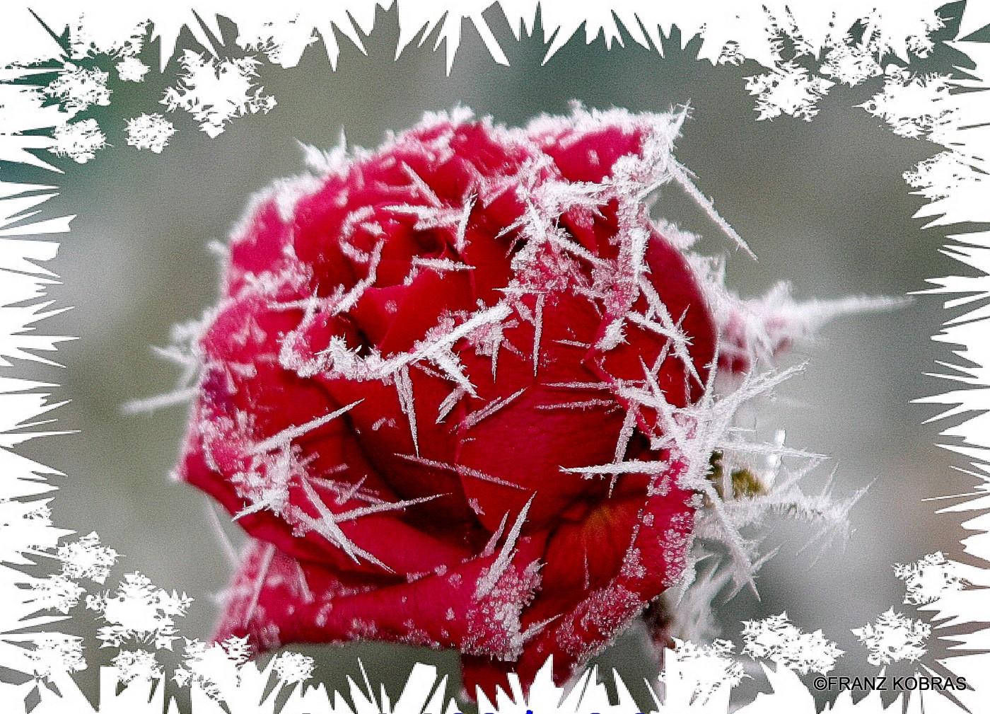 Hd Rose In Snow Wallpaper & Background Download