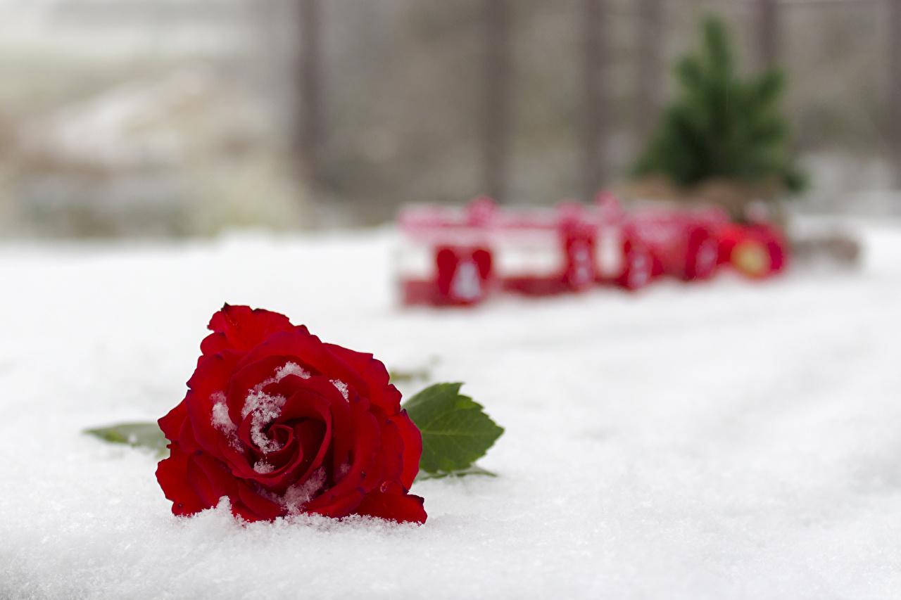 Picture Red rose Snow Flowers Closeup
