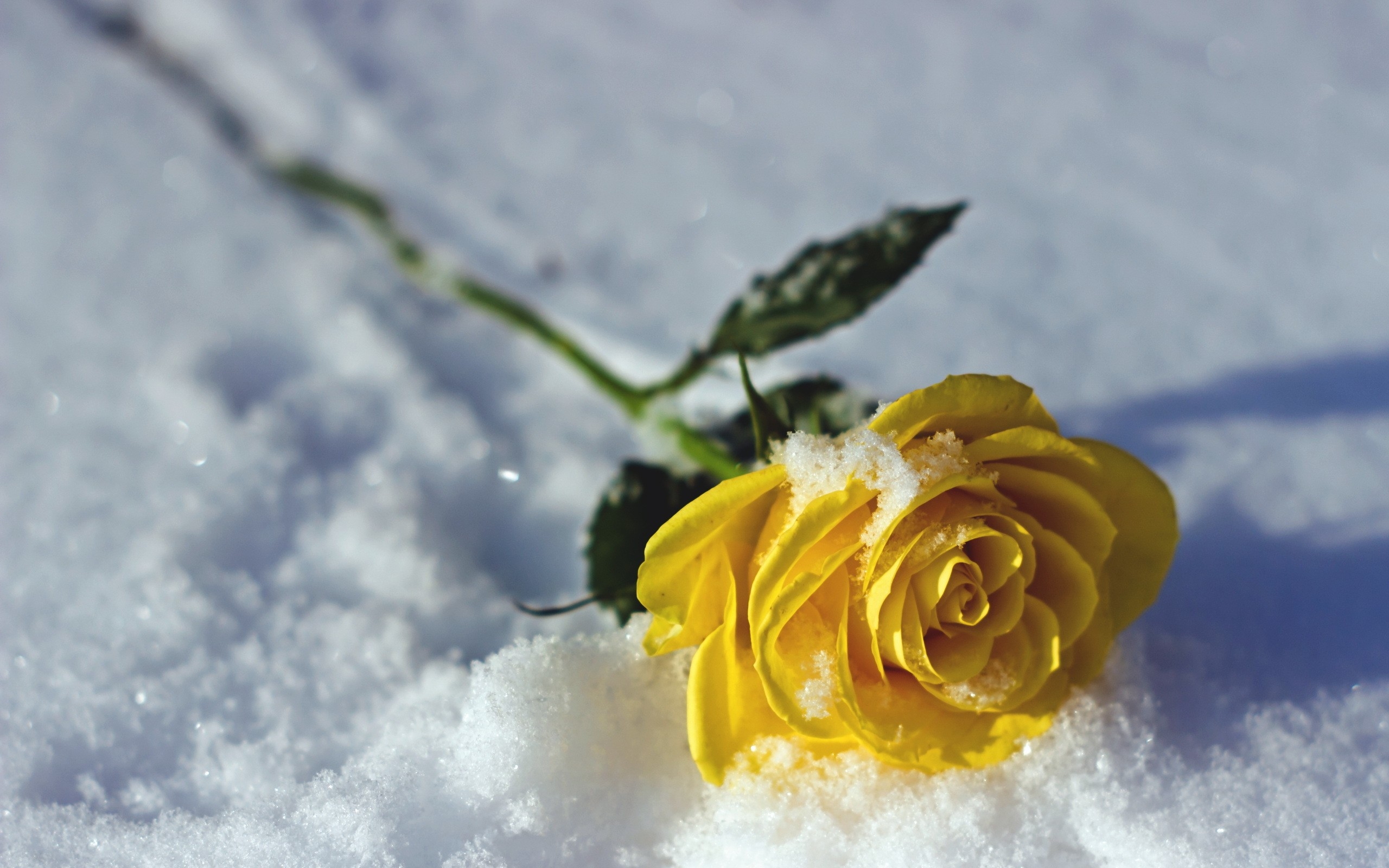 Download 2560x1600 Yellow Rose, Snow, Winter Wallpaper