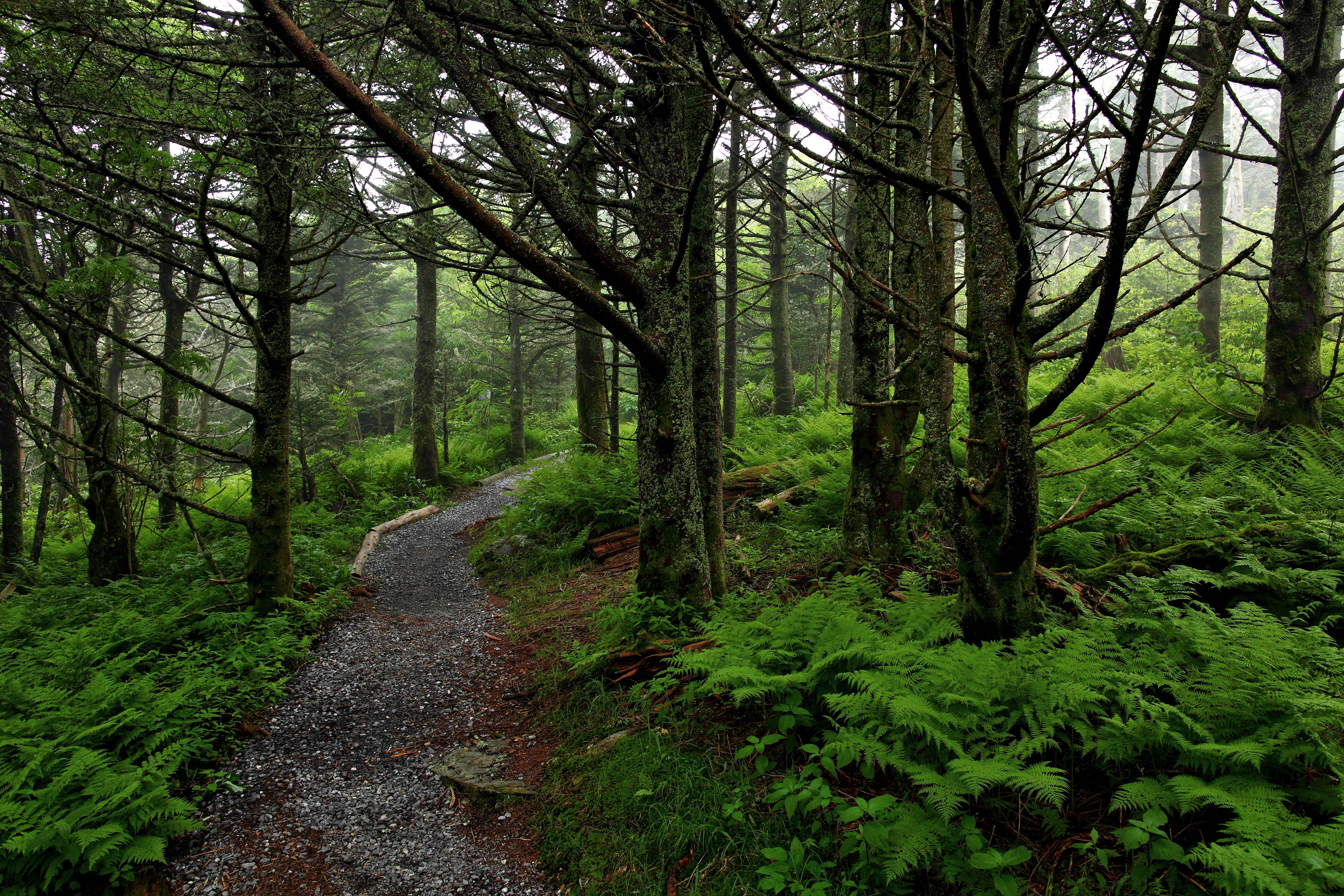 Free download Forest Trail Forest Trails Nature Picture