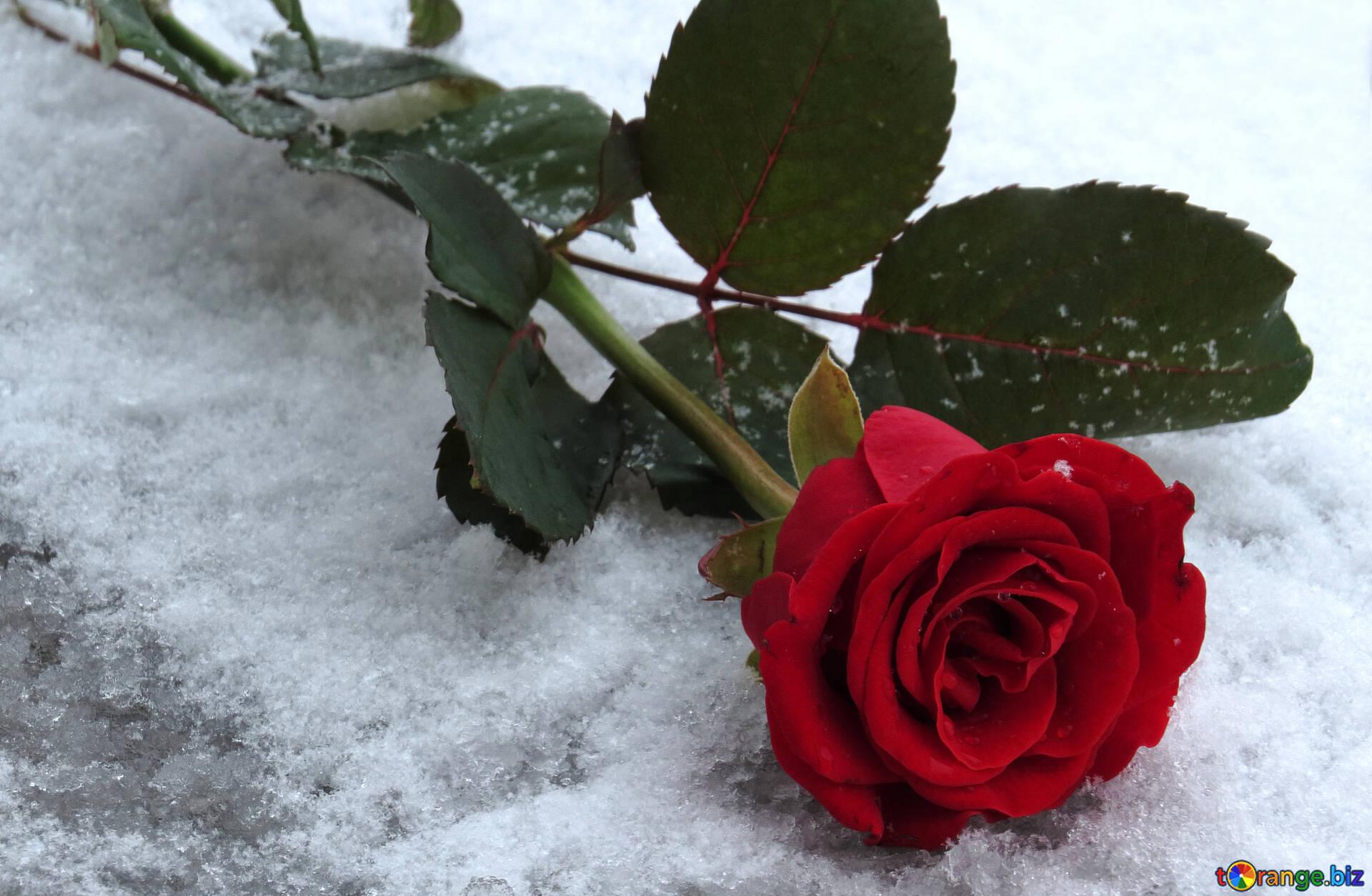 Winter rose snow rose rose flower № 16925