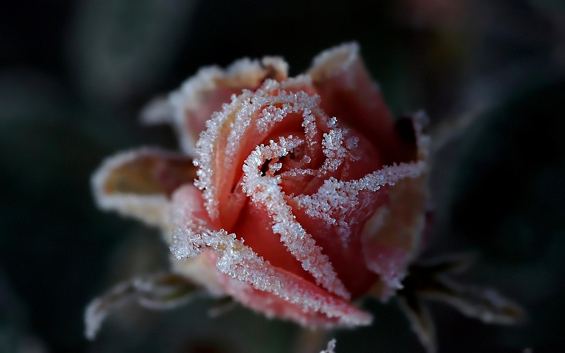 Snow Rose Flower wallpaper