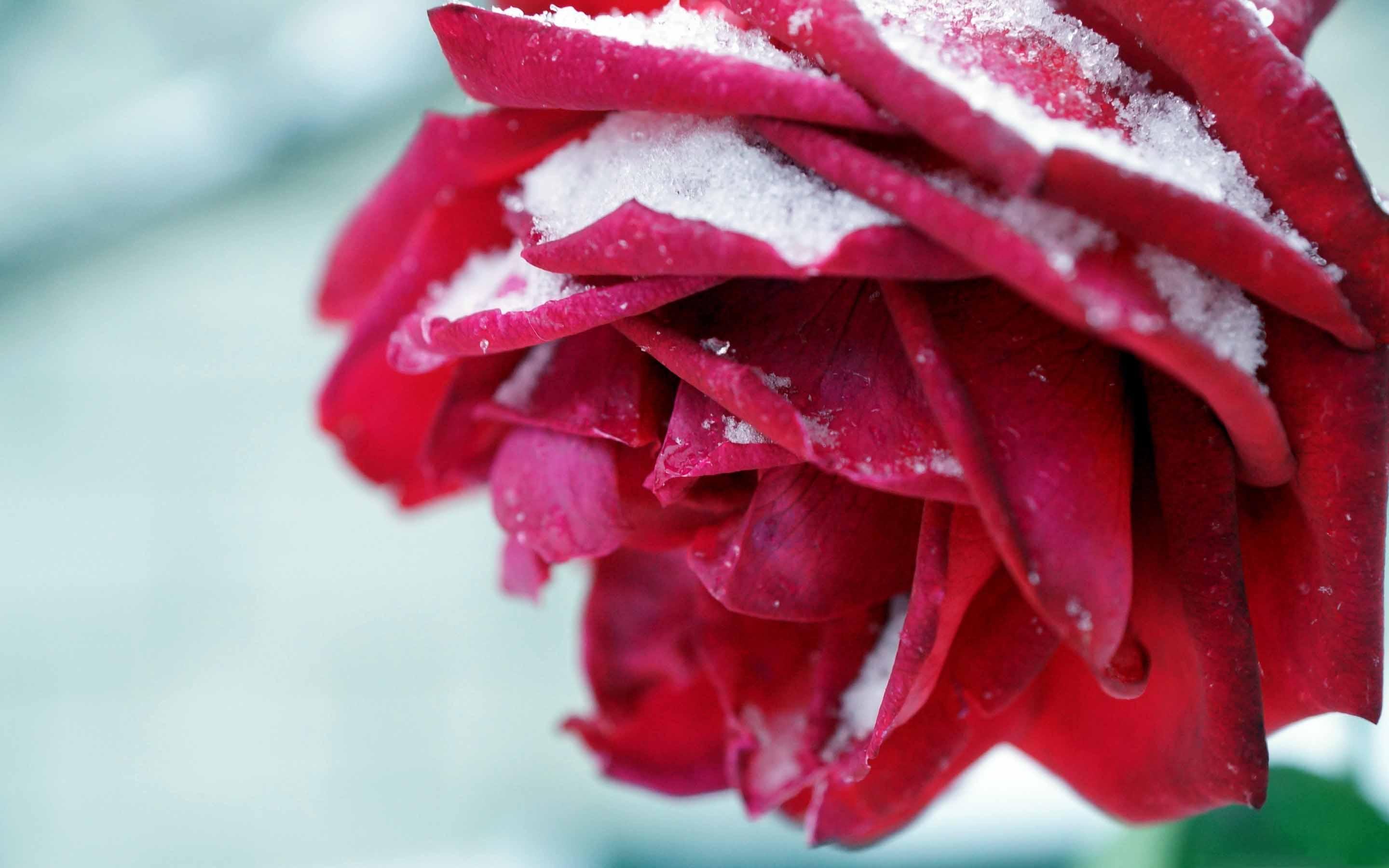 Winter Rose Mac Wallpaper Download