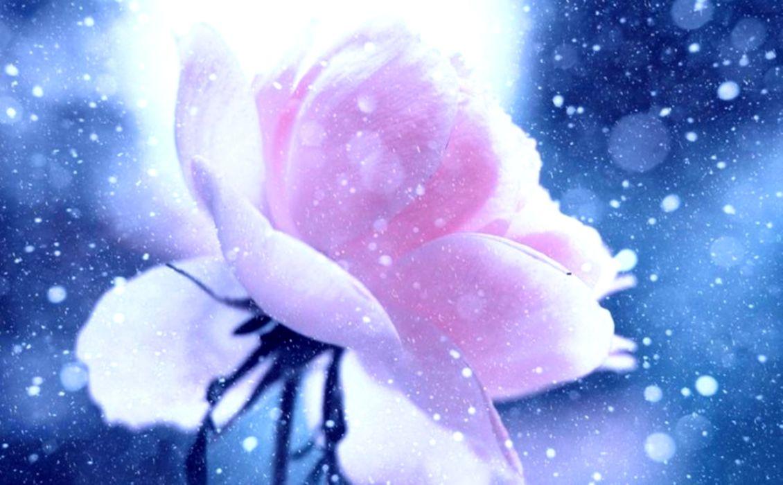 Flower Lonely Rose Winter Flower Wallpaper Background