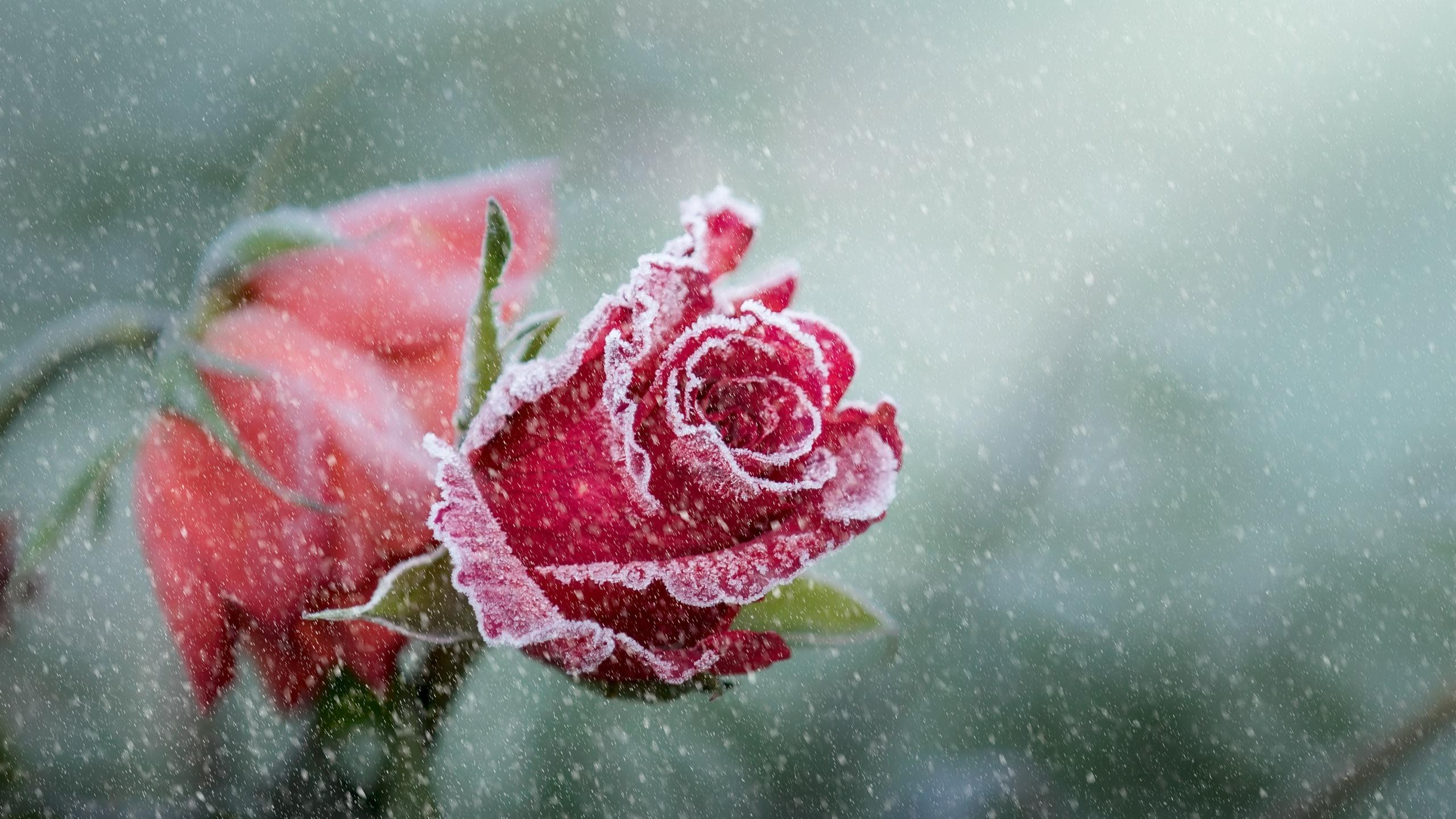 Snow Red Rose Wallpaper 45670