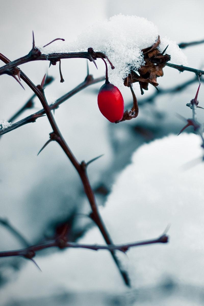 Download wallpaper 800x1200 winter, rose, snow, white iphone