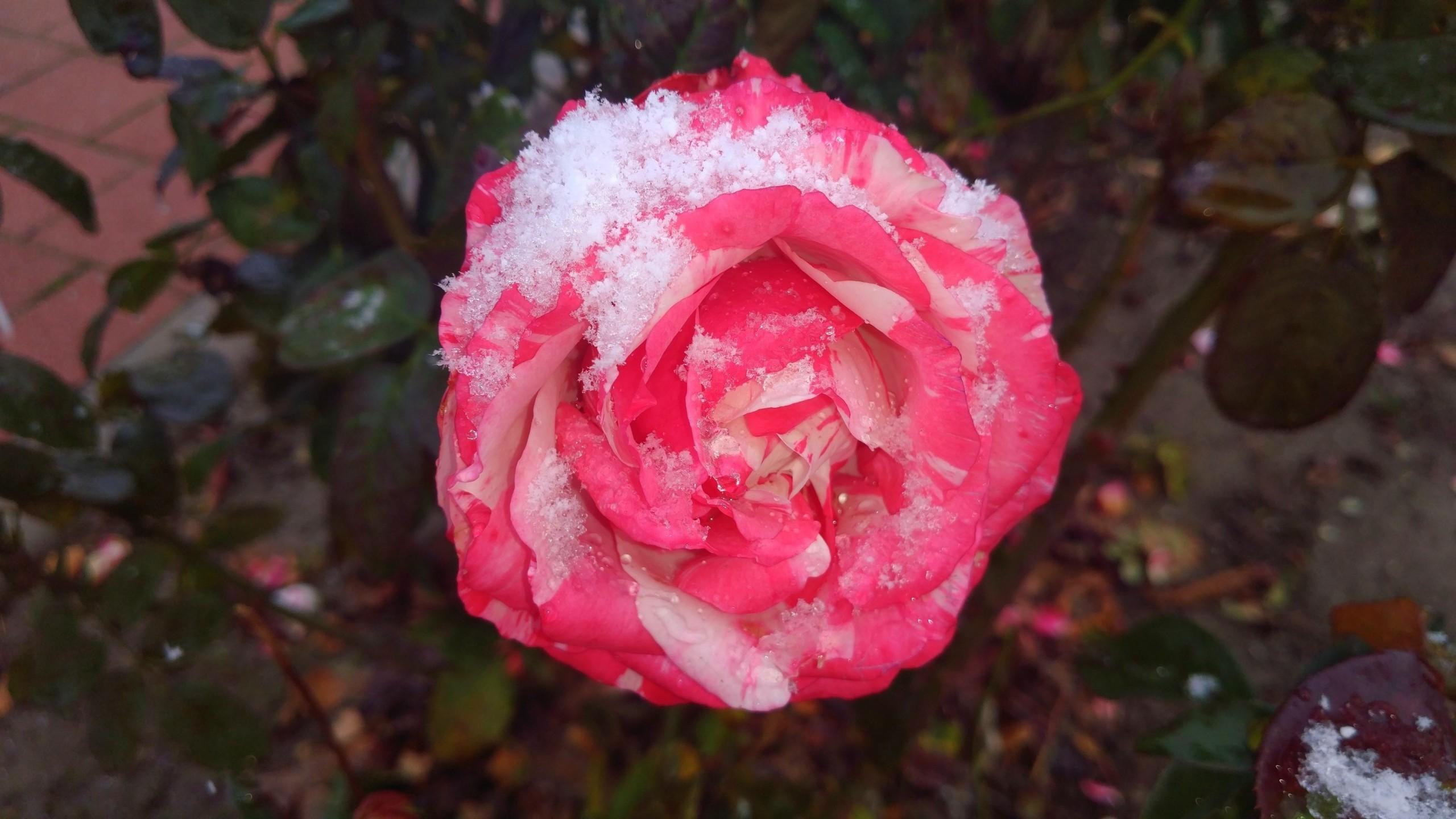 Download 2560x1440 Pink Rose, Snow, Winter, Petals