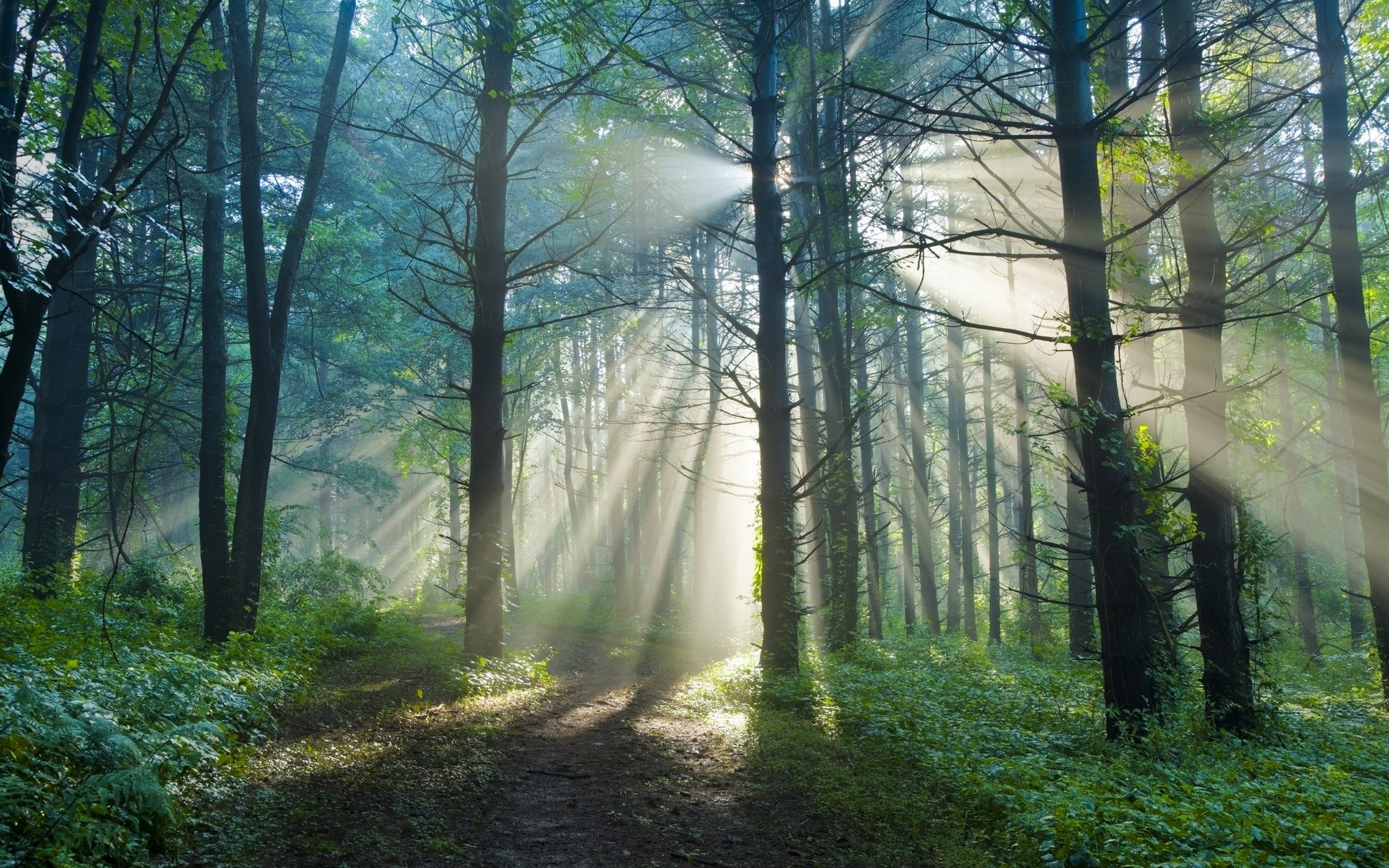 Wallpaper Summer morning, forest, trail, sun rays 2560x1600
