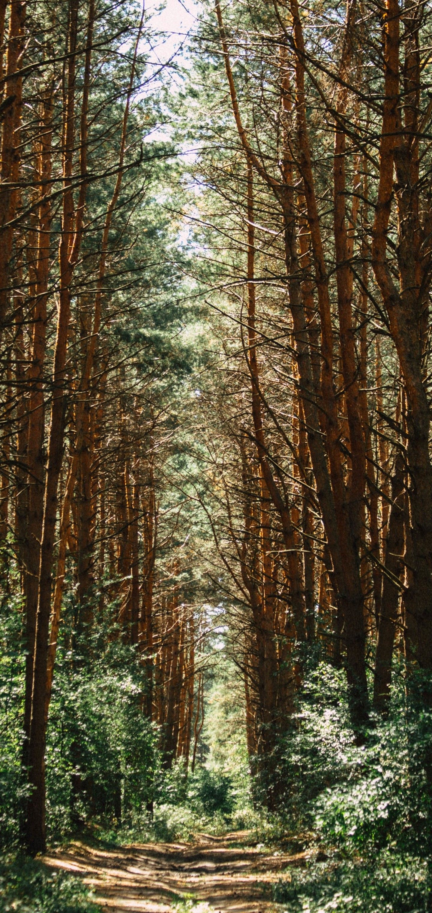 Forest Trees Trail Wallpaper - [1440x3040]