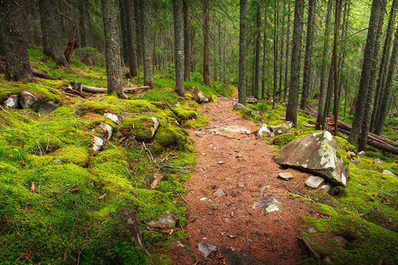 Desktop Wallpaper Trail Nature forest Moss stone
