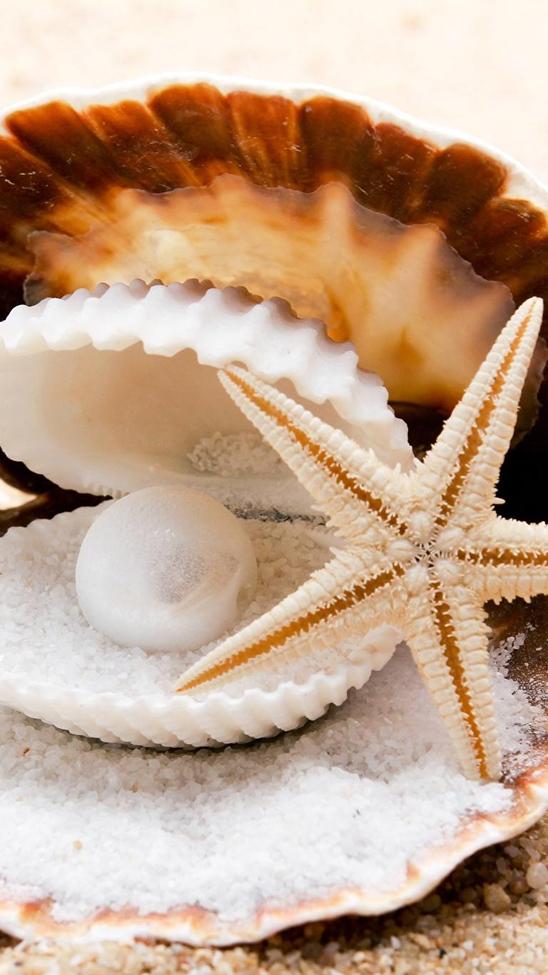 Picture sea stars Pearl Nature Salt Sand Shells Closeup