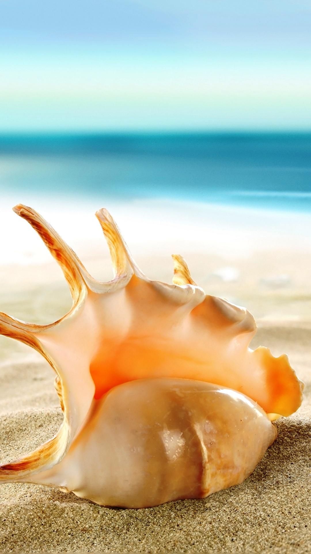 Desktop Wallpaper beaches Sea Nature Sand Shells 1080x1920