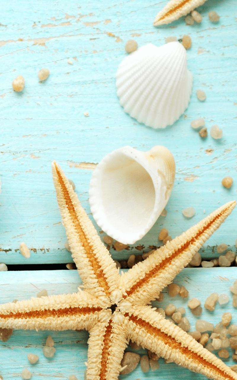 HD Seashell Wallpaper for Android