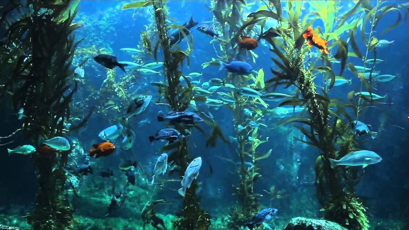 Water, fish, Ocean, Deep Blue, Sea, Display, Sealife, HD Wallpaper, Underwater, Sea Wallpaper Fishes