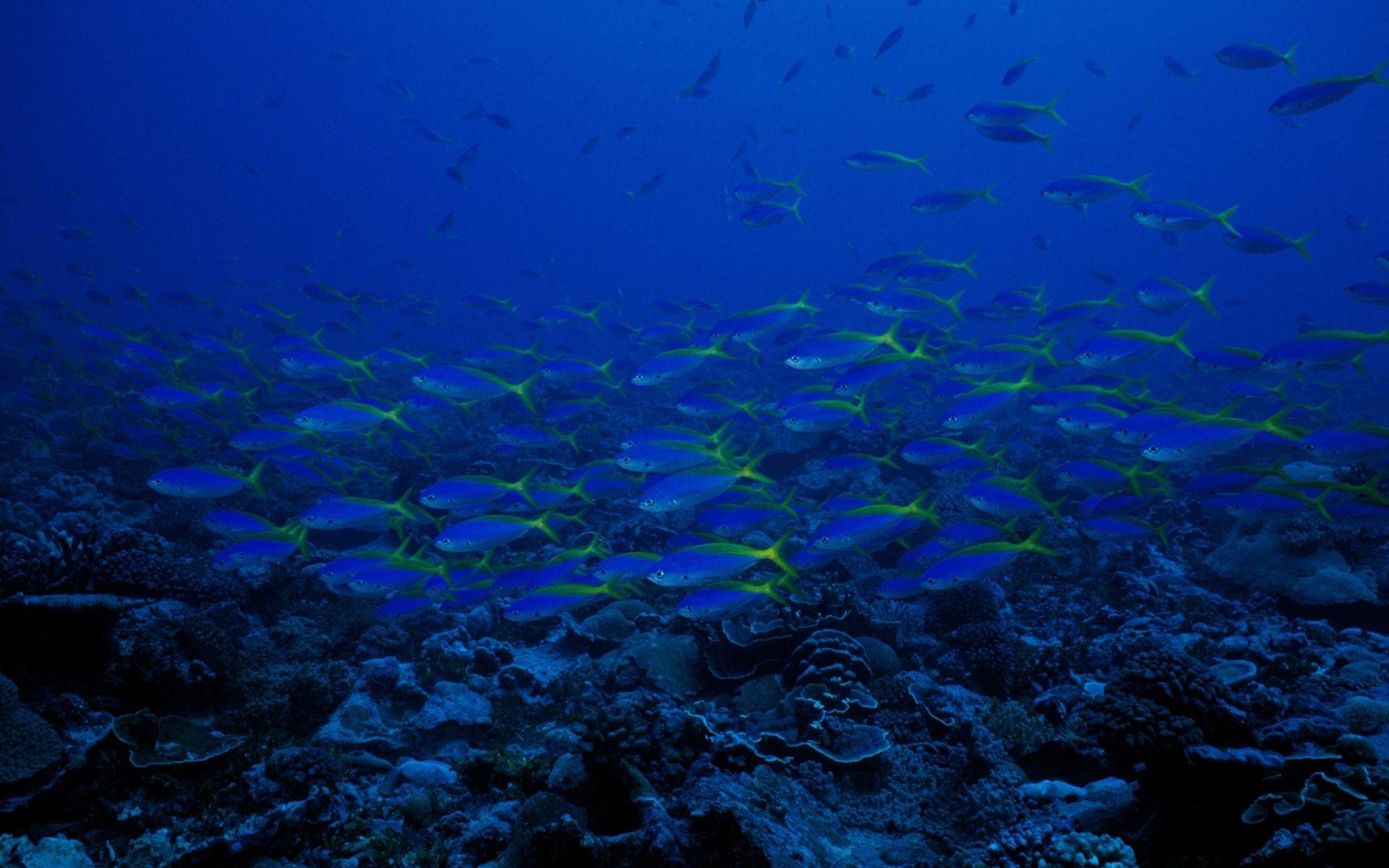 the incredible deep blue sea!. Underwater wallpaper, Fish