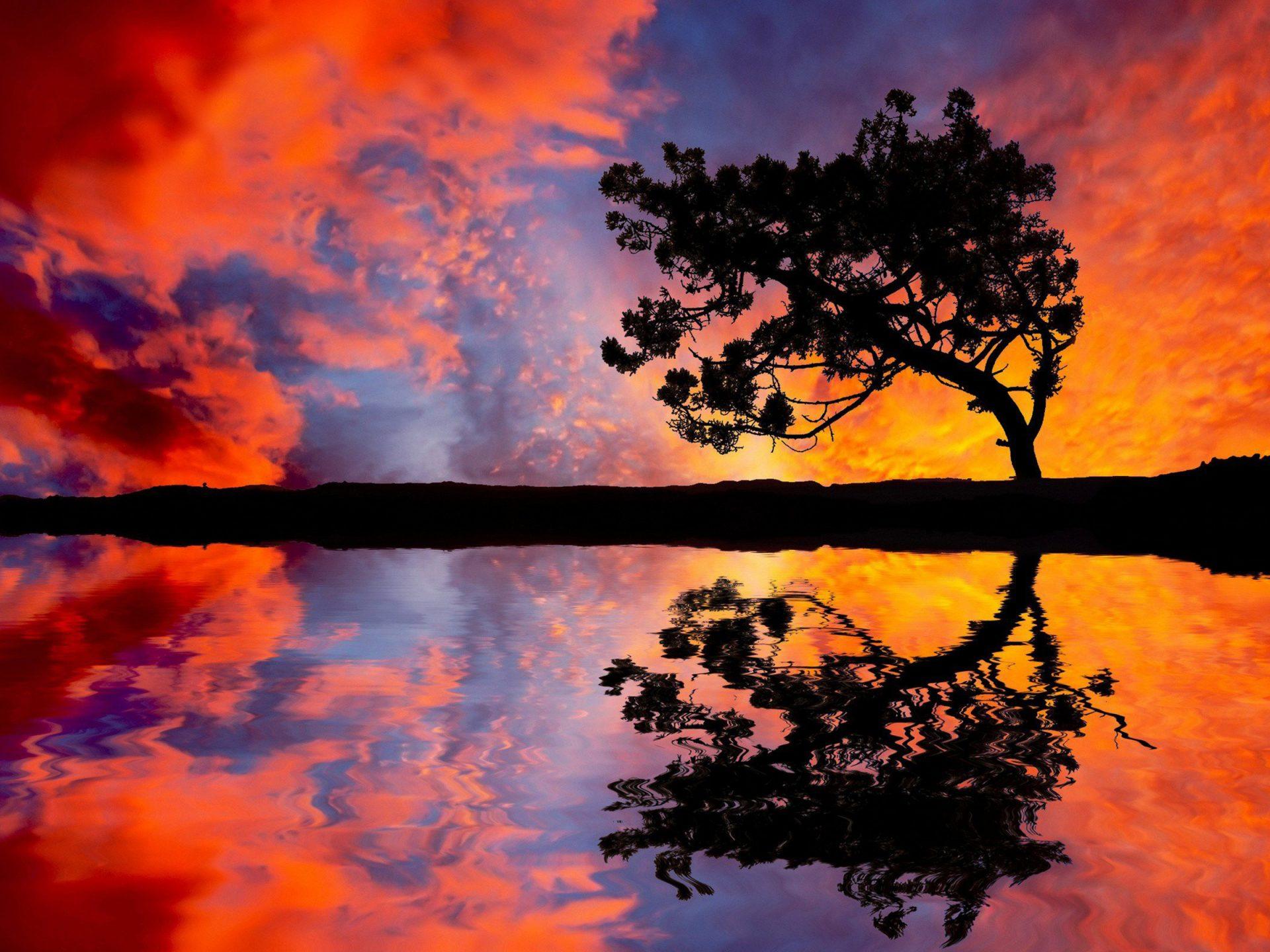 Sunset Tree Reflection Desktop HD Wallpaper For Mobile Phones