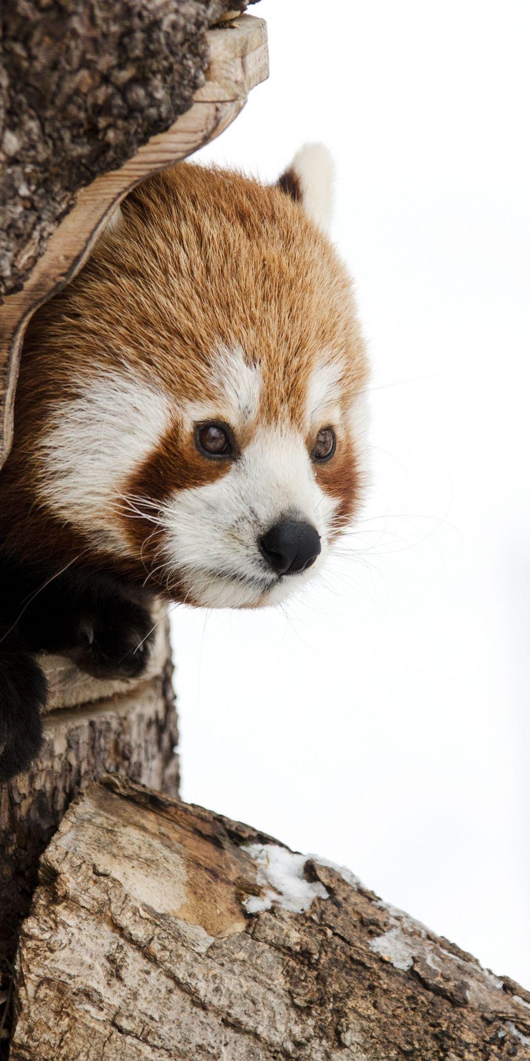 Red panda, muzzle, cute, 1080x2160 wallpaper. Red panda