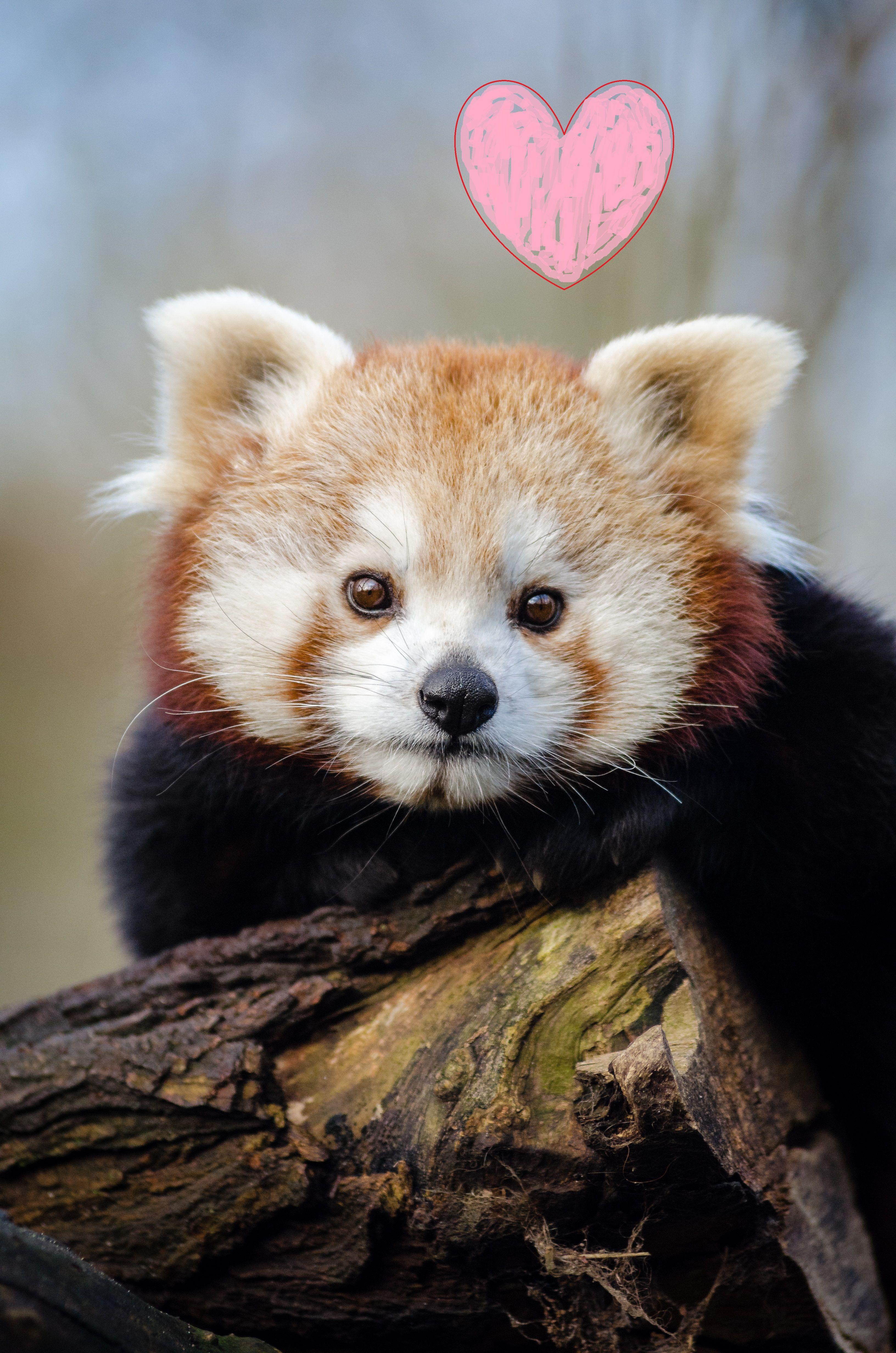 Happy Valentine's Day from Red Panda Network!. Red panda