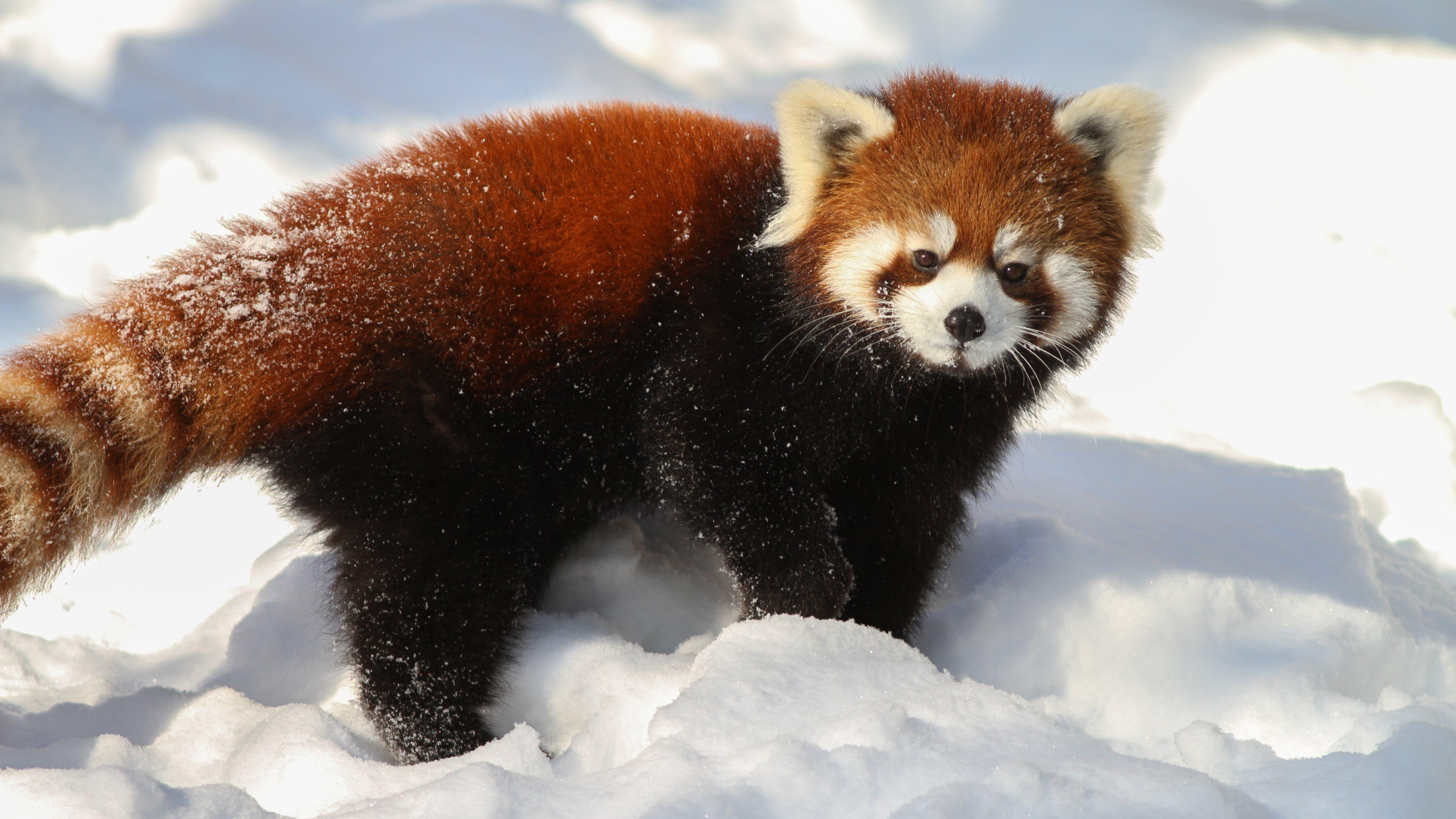Red Panda Science. For my kind, courageous and capable