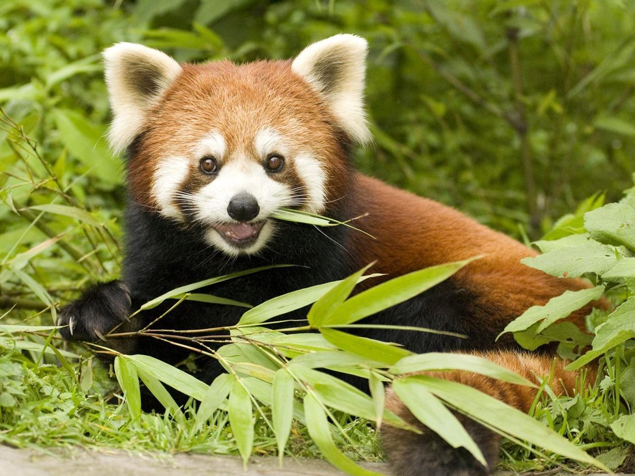 Red Panda Eating Bamboo Wallpaper Bears Animals Wallpaper