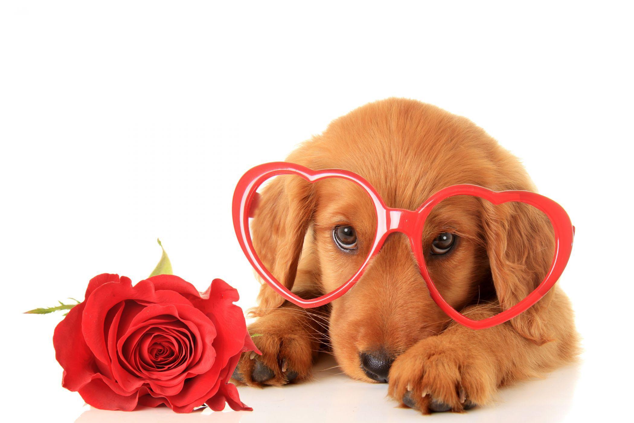 Valentine's Day Dogs Roses Retriever Glasses Heart Glance