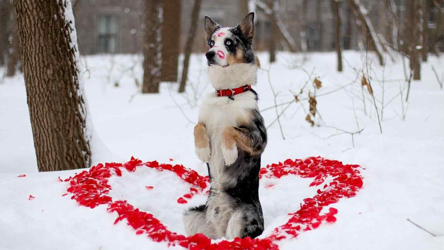 Valentine Dog Wallpaper Free Valentine Dog Background