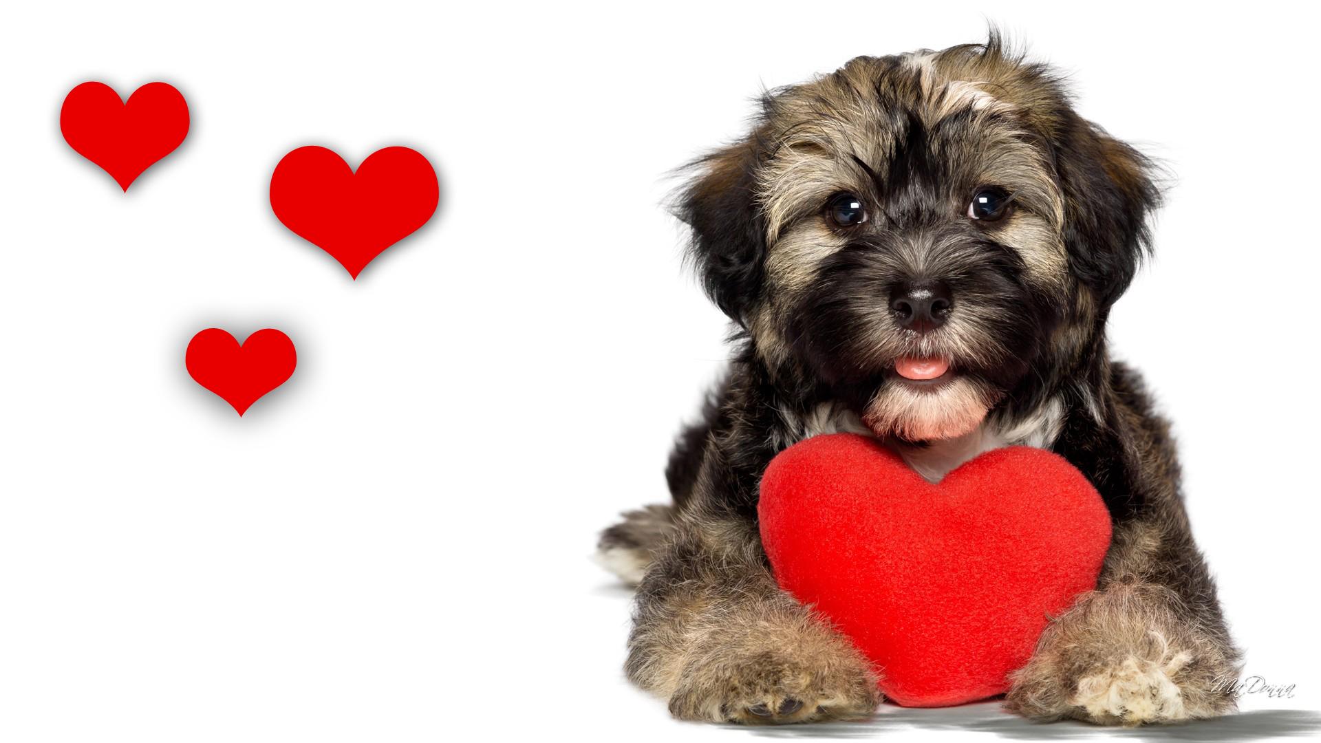 Love Your Pet Day Wallpaper. Love