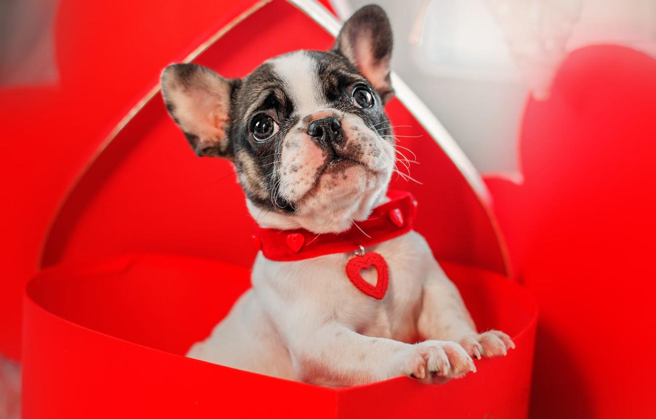 Wallpaper look, box, gift, heart, dog, baby, puppy, collar, red, French bulldog, Valentine's Day, Valentine's day image for desktop, section собаки