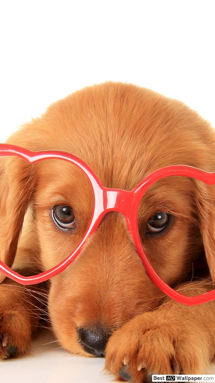 Valentine's day dog with heart glasses HD wallpaper