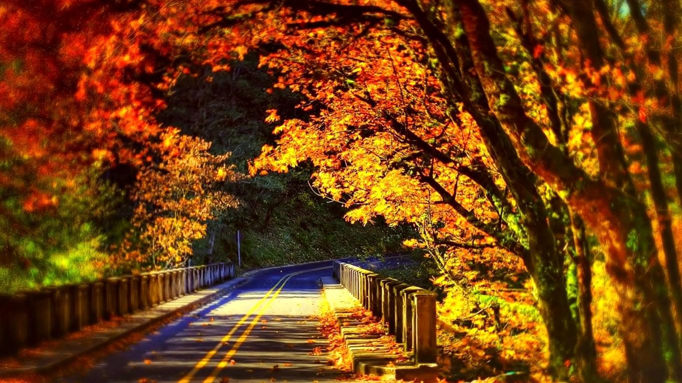 Beautiful Autumn Road Scenery Wallpaper Wallpaper