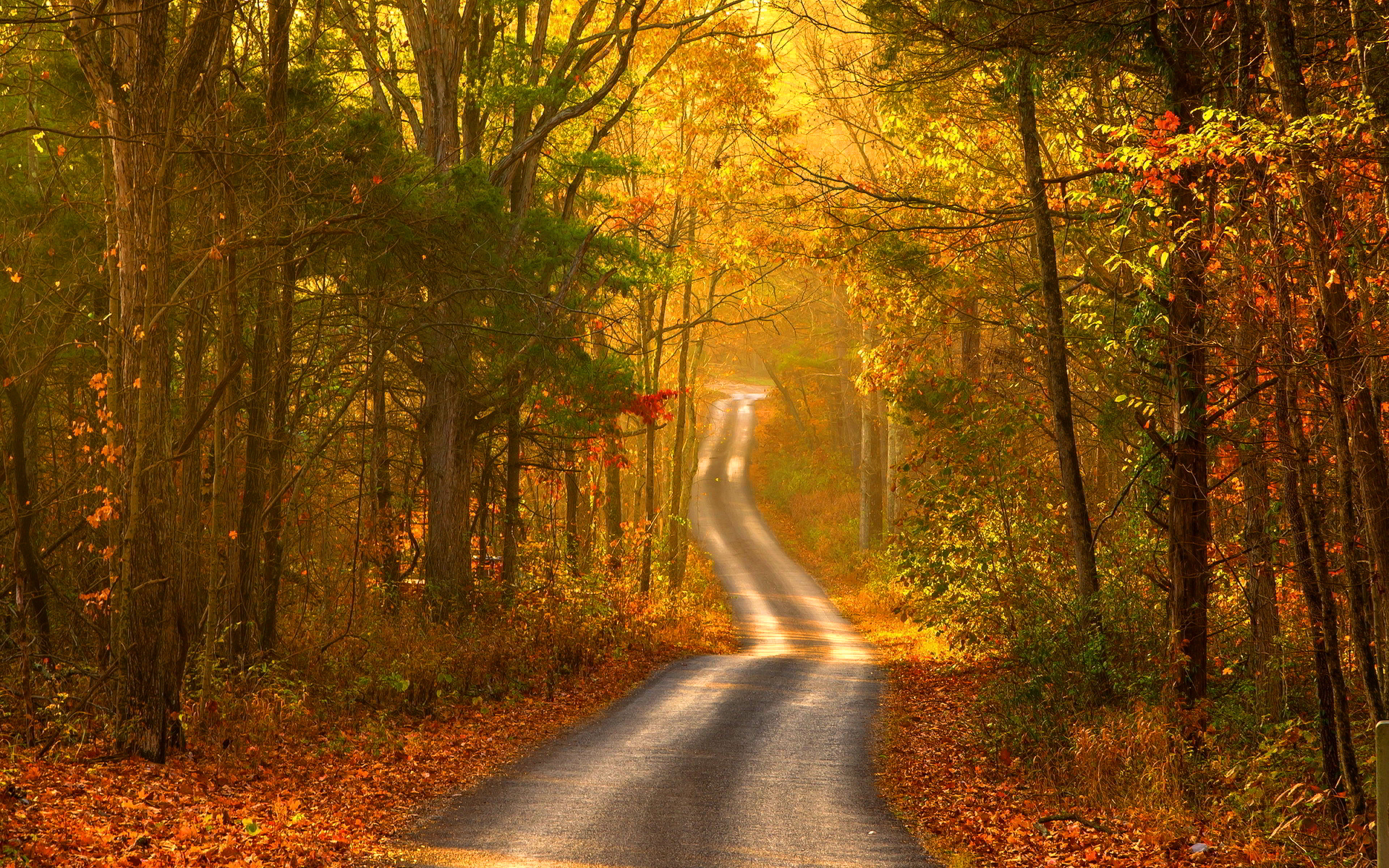 Autumn forest road scenery wallpaperx1200