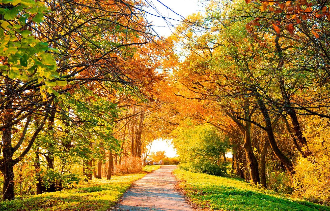 Wallpaper road, autumn, trees, landscape, nature, foliage