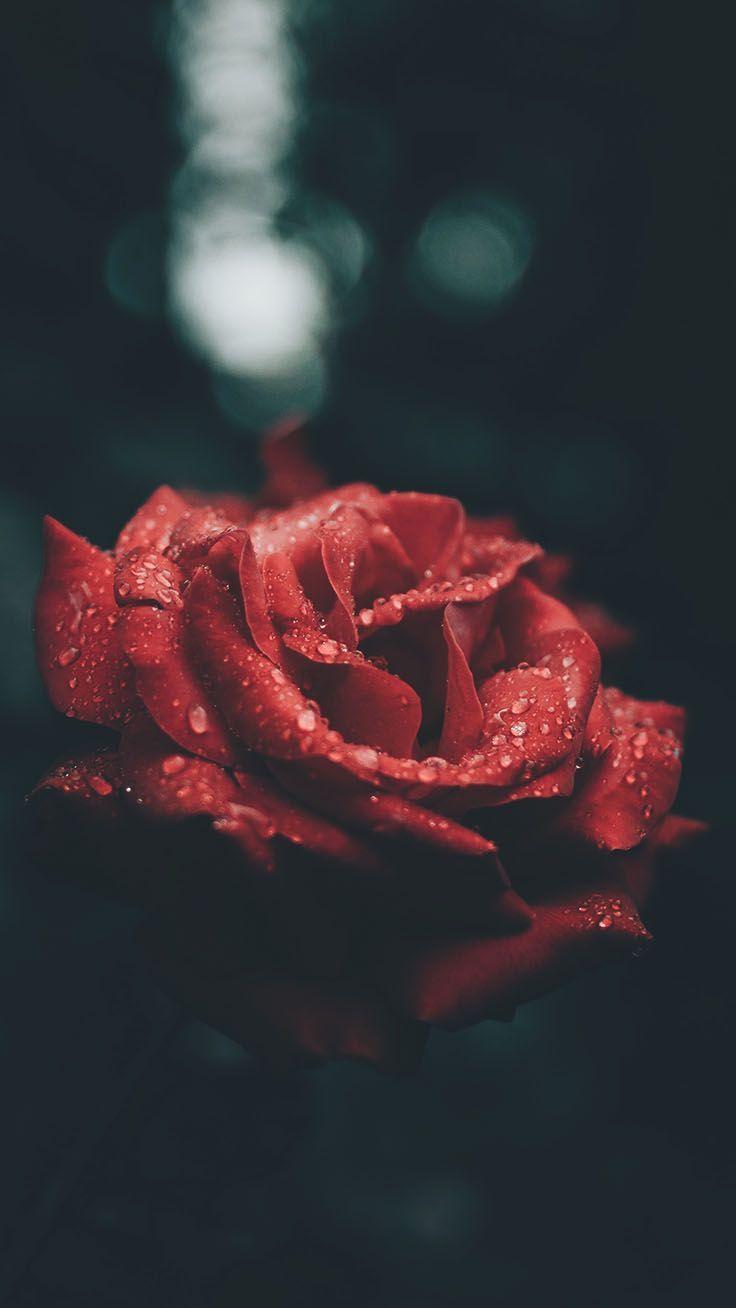 29 Romantic Roses iPhone X Wallpapers