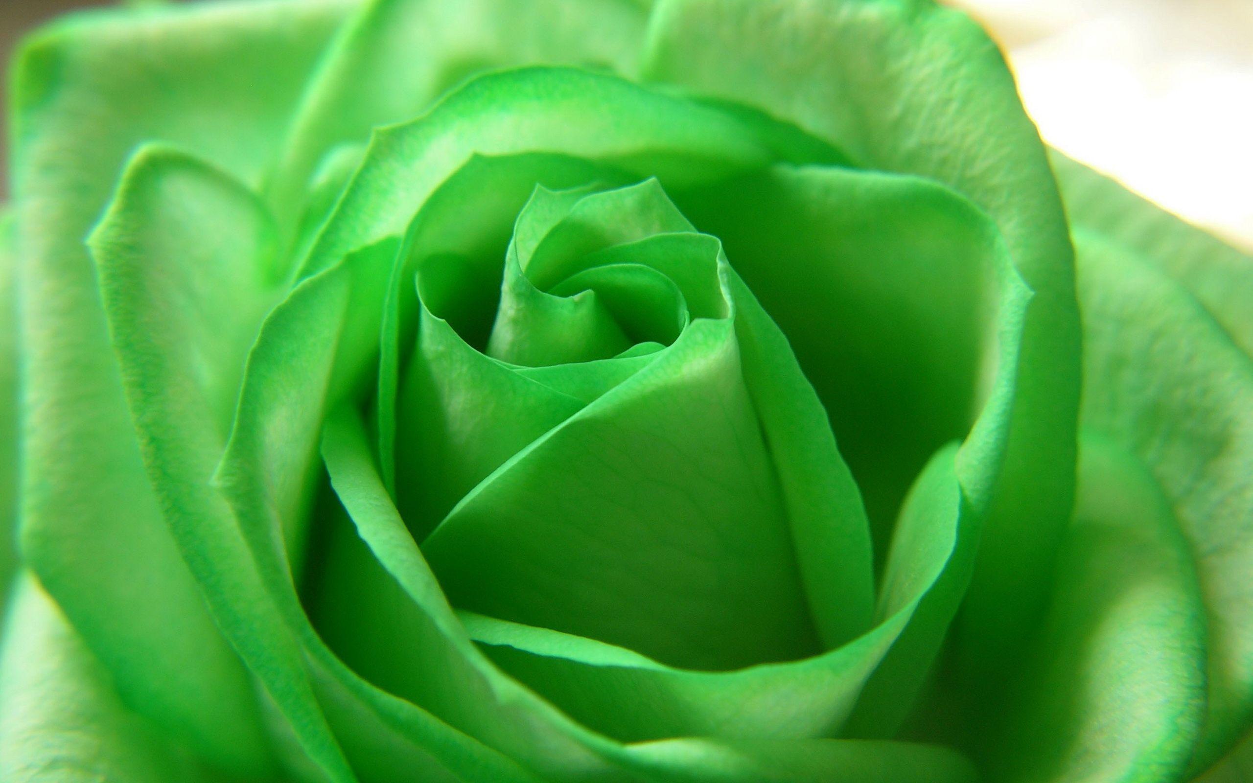 Green Flowers Wallpaper. Movie HD Wallpaper. Green rose
